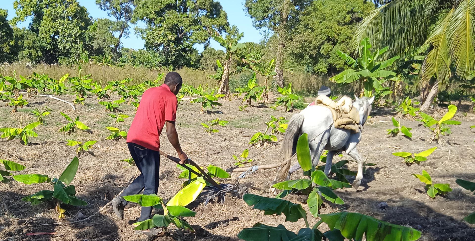 Innovations agricoles et agroalimentaires en Haïti